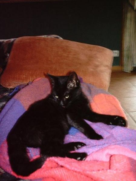 Orion mon petit bebe