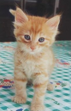 il est chou